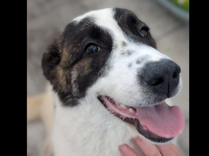 À adopter : chiot femelle Mâtin Espagnol de 6 mois
