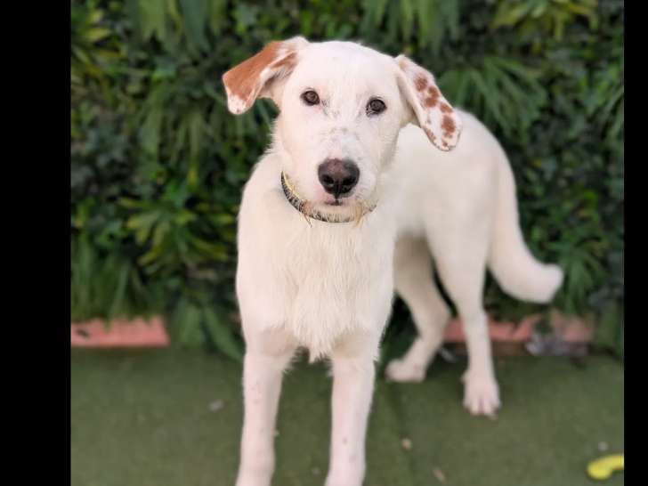 Disponible à l'adoption : chiot mâle de 9 mois