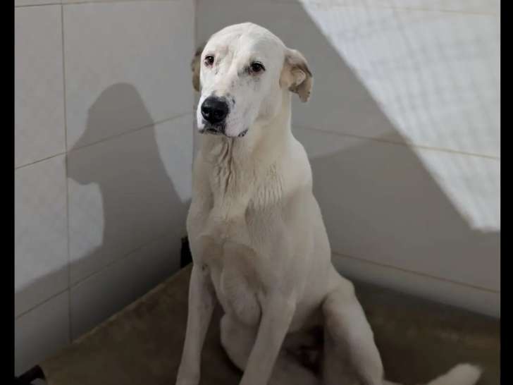 En attente d'adoption : chienne Mâtin Espagnol de 4 ans