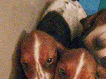 Les deux frère attende une famille pour la vie