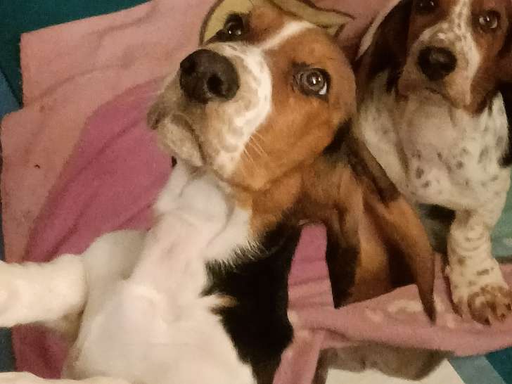 Chiots Basset Hound pour 2026