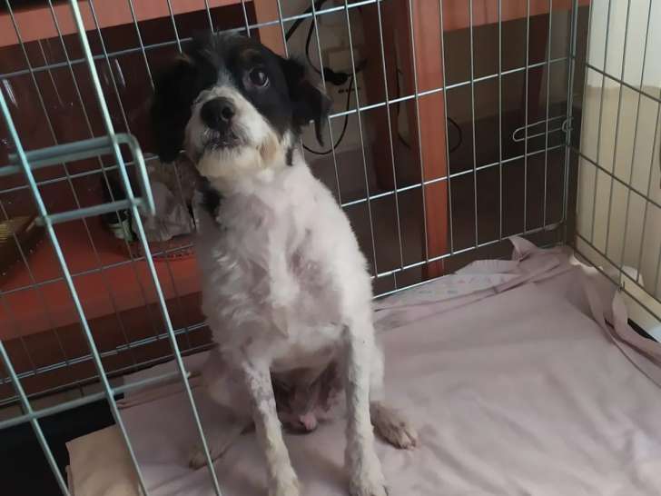 En attente d’une famille : chien âgé de 3 ans