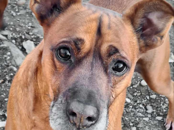À accueillir : chien Boxer marron