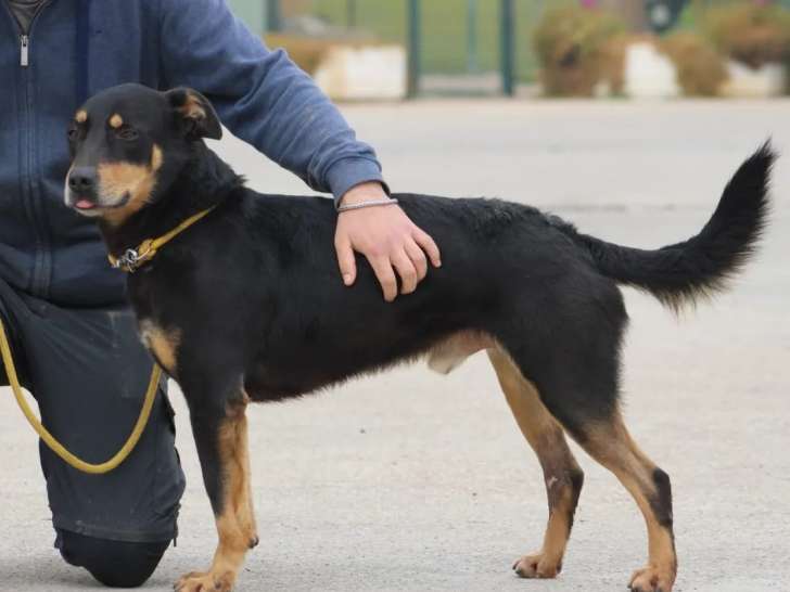 En quête d’un foyer : chien noir et feu