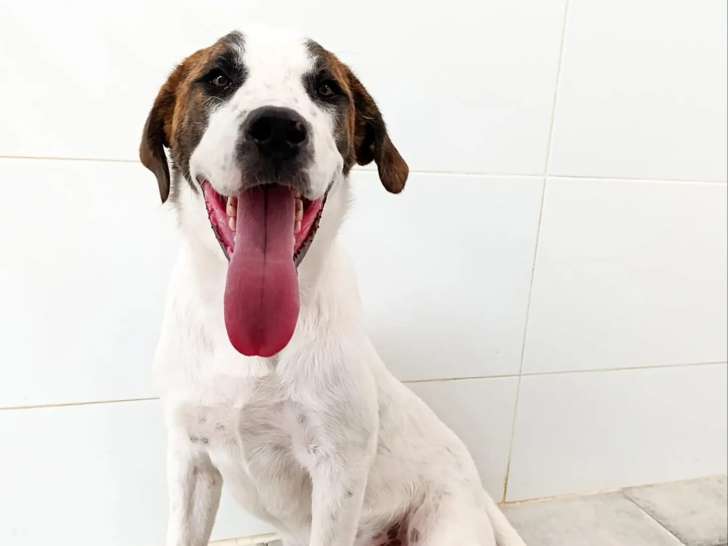 À la recherche d'un foyer : chiot mâle Mâtin Espagnol de 10 mois