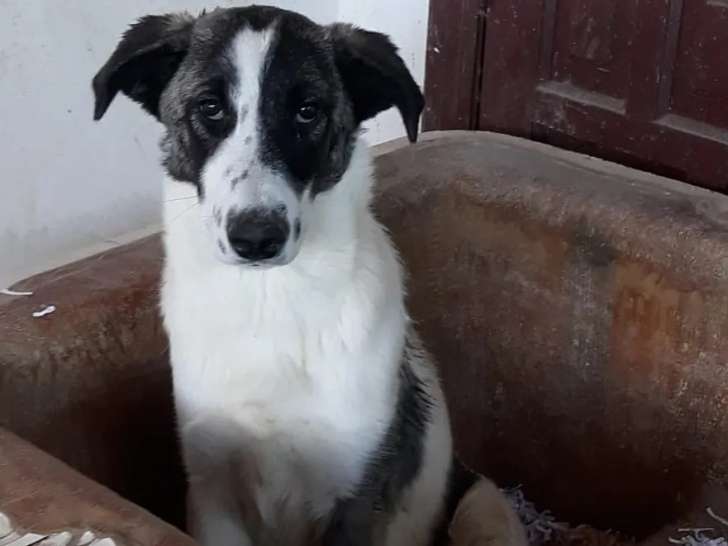 Chienne Mâtin Espagnol de 3 ans à adopter