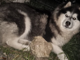 Gentille femelle Husky d'Alaska de 1 an et demi à vendre