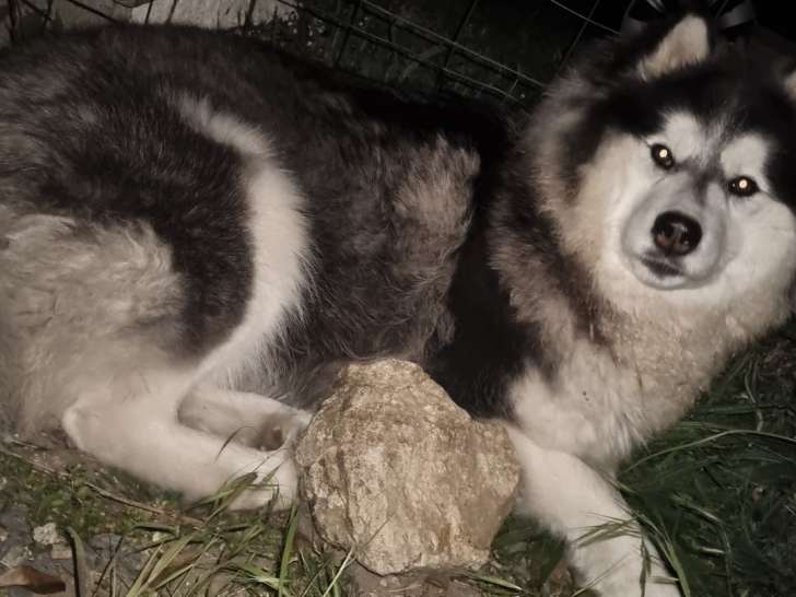 Gentille femelle Husky d'Alaska de 1 an et demi à vendre