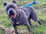 Nyx, American Bully à adopter en SPA