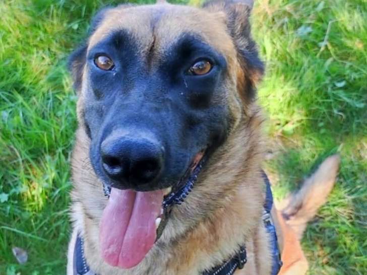 Kaya, femelle Malinois à adopter en SPA