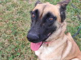 Kaya, femelle Malinois à adopter en SPA