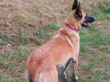 Kaya, femelle Malinois à adopter en SPA