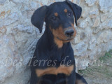 Aragorn, impressionnant chiot Beauceron noir et feu inscrit au LOF à vendre