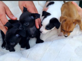 Chiots Chihuhaha croisé Shetland à vendre