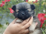 Chiots Pomchi à vendre