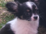Chiots de type chihuahua disponibles
