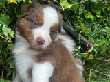Chiots Berger Australien à vendre