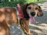 Soho, croisé Griffon à adopter