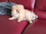 Chiot femelle Loulou Poméranie à vendre