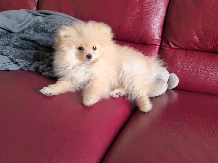 Chiot femelle Loulou Poméranie à vendre