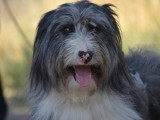 Magnifique croisé Border Collie à adopter !