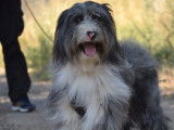 ALBER, Magnifique Bearded Collie à adopter !