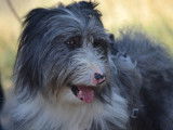ALBER, Magnifique Bearded Collie à adopter !