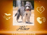 ALBER, Magnifique Bearded Collie à adopter !