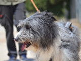 ALBER, Magnifique Bearded Collie à adopter !