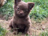 Chiot mâle Chihuahua à vendre