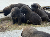 Chiots Leonberg à réserver