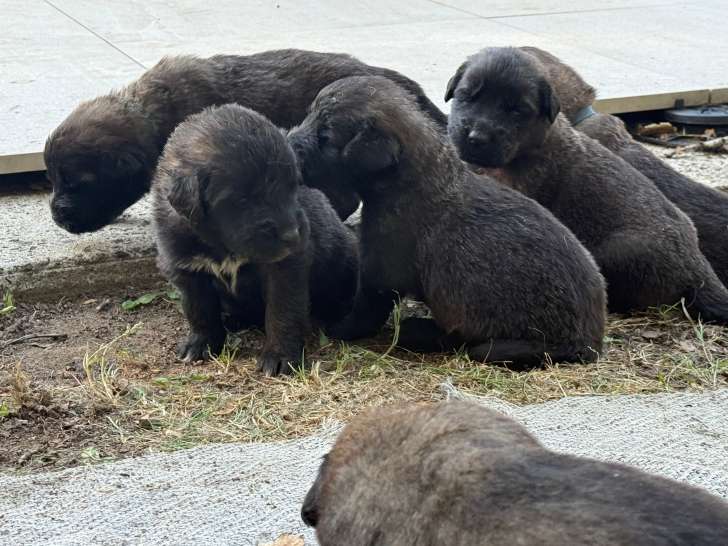 Chiots Leonberg à réserver
