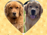 Chiots Golden Retriever disponibles fin octobre 2025