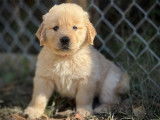chiots femelles disponibles