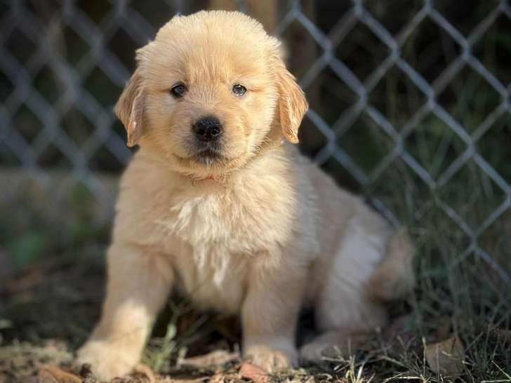 chiots femelles disponibles