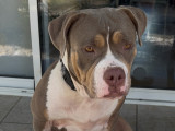 2 chiennes American Bully à donner