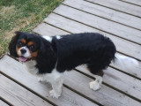 Mâle Cavalier King Charles disponible pour saillie
