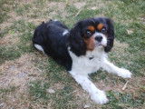 Mâle Cavalier King Charles disponible pour saillie