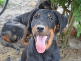 Alinéa, belle femelle Beauceron noir et feu à vendre
