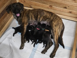 Chiots Cursinu LOF à réserver