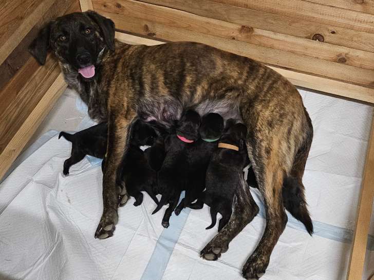 Chiots Cursinu LOF à réserver