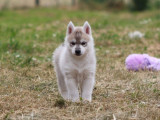 À réserver, 2 chiots femelles Husky Sibérien (LOF)