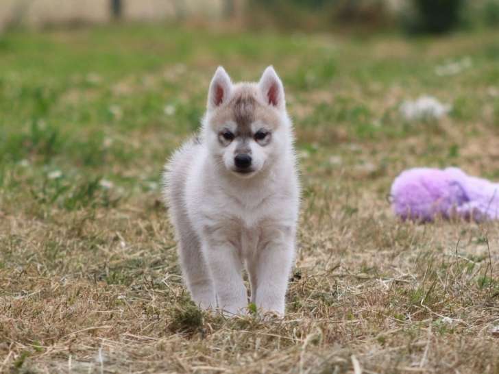À réserver, 2 chiots femelles Husky Sibérien (LOF)