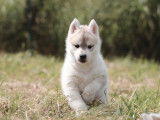 À réserver, 2 chiots femelles Husky Sibérien (LOF)