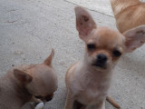 1 chiot Chihuahua mâle LOF à vendre