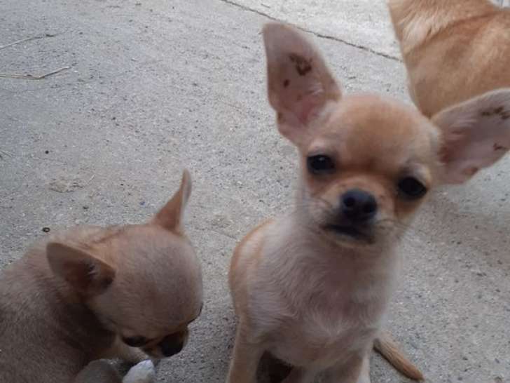 1 chiot Chihuahua mâle LOF à vendre