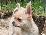 1 chiot Chihuahua mâle LOF à vendre