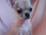 1 chiot Chihuahua mâle LOF à vendre