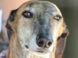 Armani, Galgo Espagnol de 7 ans à adopter