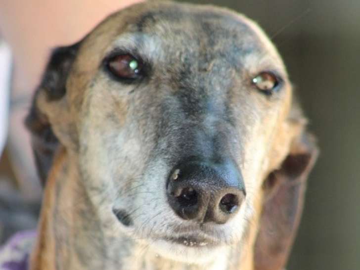 Armani, Galgo Espagnol de 7 ans à adopter